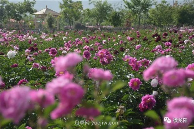 山東滕州：龍陽鎮(zhèn)五月的花卉，開遍了原野(圖2)