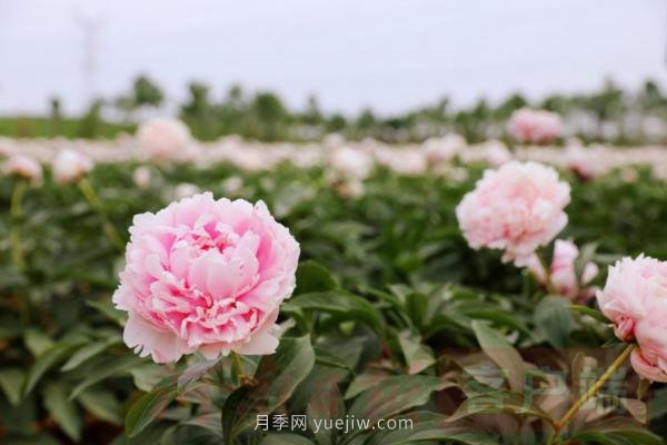 洛陽芍藥花海向市民游客免費開放(圖3)