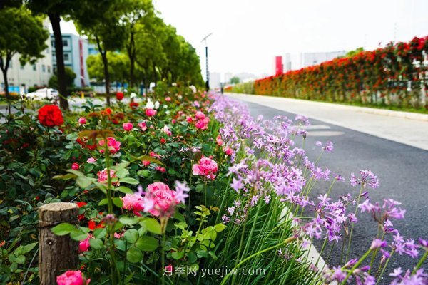 百個(gè)景點(diǎn)、百條花道、百里花帶……未來(lái)幾月，上海繁花似錦(圖7)