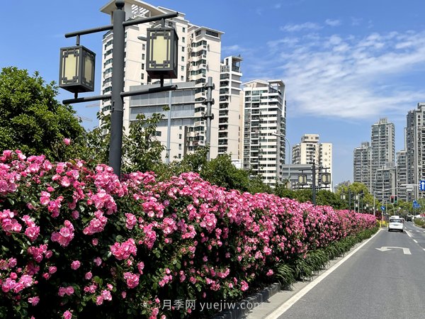 百個(gè)景點(diǎn)、百條花道、百里花帶……未來(lái)幾月，上海繁花似錦(圖6)