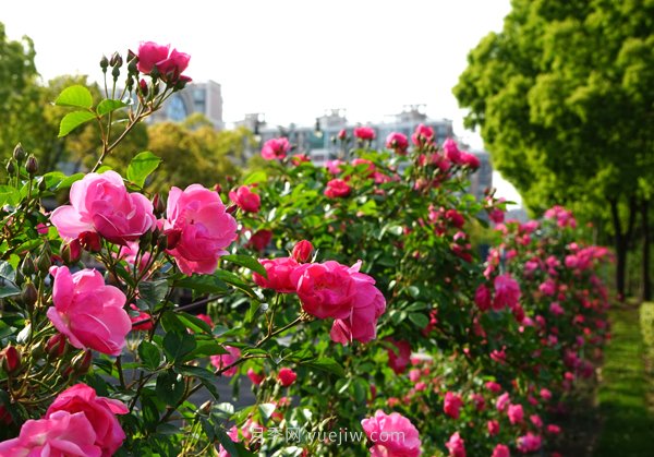 百個(gè)景點(diǎn)、百條花道、百里花帶……未來(lái)幾月，上海繁花似錦(圖2)