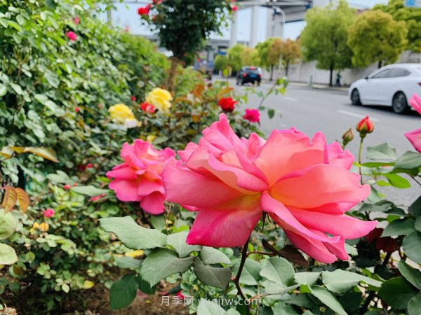 百個(gè)景點(diǎn)、百條花道、百里花帶……未來(lái)幾月，上海繁花似錦(圖4)