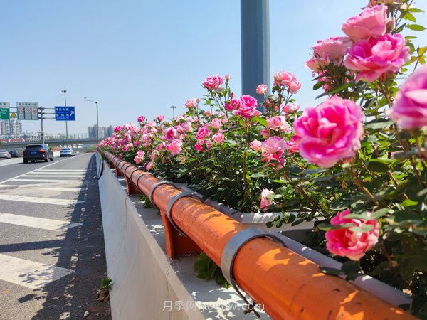 百個(gè)景點(diǎn)、百條花道、百里花帶……未來(lái)幾月，上海繁花似錦(圖9)