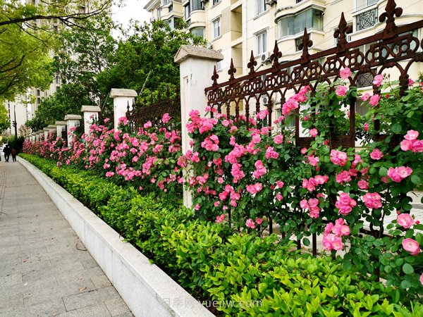 百個(gè)景點(diǎn)、百條花道、百里花帶……未來(lái)幾月，上海繁花似錦(圖1)