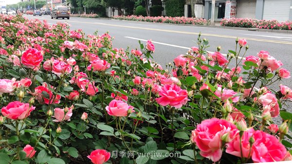 百個(gè)景點(diǎn)、百條花道、百里花帶……未來(lái)幾月，上海繁花似錦(圖8)