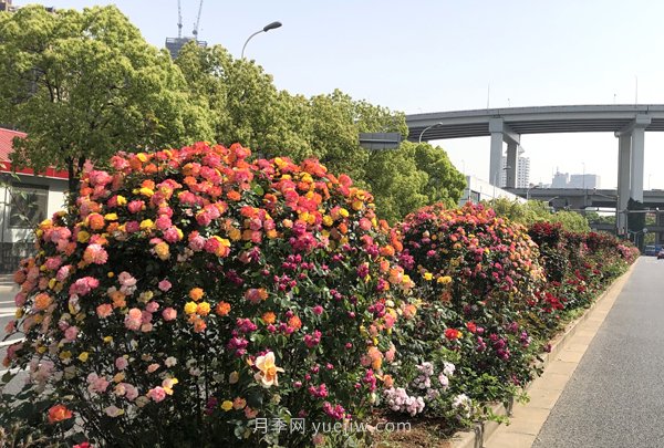 百個(gè)景點(diǎn)、百條花道、百里花帶……未來(lái)幾月，上海繁花似錦(圖5)