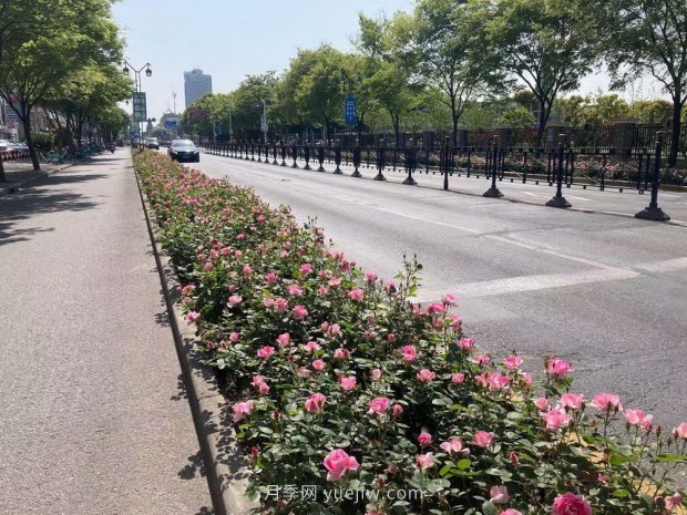 屬于月季的***美賞花季來了！上海正打造百條花道(圖3)