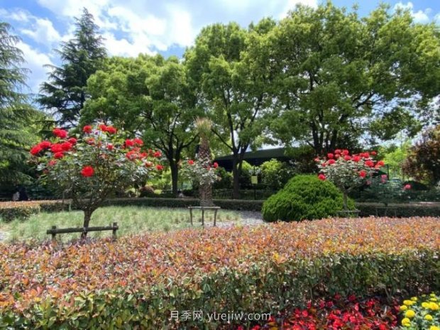 上海哪里月季花***美？到這些公園來看月季吧！(圖11)