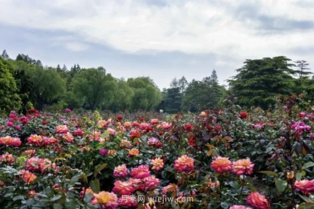 上海哪里月季花***美？到這些公園來看月季吧！(圖6)