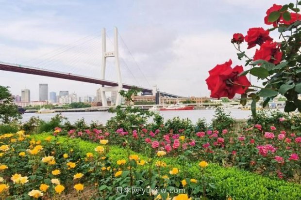 上海哪里月季花***美？到這些公園來看月季吧！(圖15)