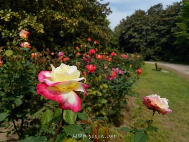 上海哪里月季花***美？到這些公園來看月季吧！(圖7)