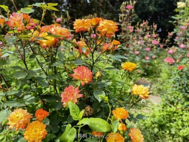 上海哪里月季花***美？到這些公園來看月季吧！(圖8)