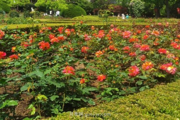 上海哪里月季花***美？到這些公園來看月季吧！(圖13)