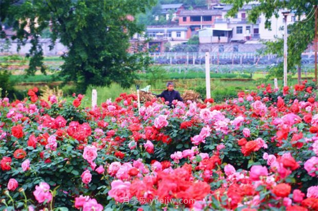 古樁月季成就云南紅河彌勒鄉(xiāng)村“致富花”(圖1)