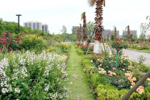 上海閔行區(qū)花好月園公園，萬株月季怒放快來品(圖3)