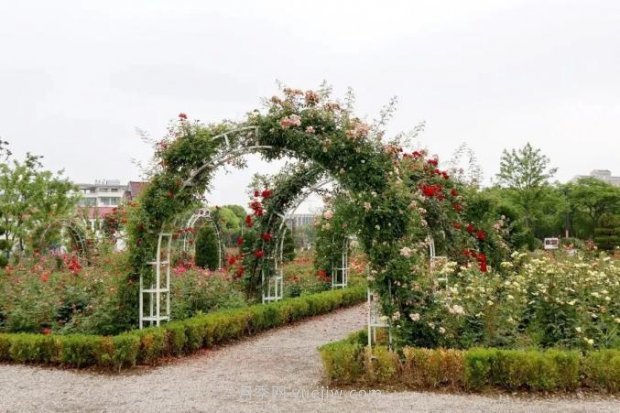 上海閔行區(qū)花好月園公園，萬株月季怒放快來品(圖6)