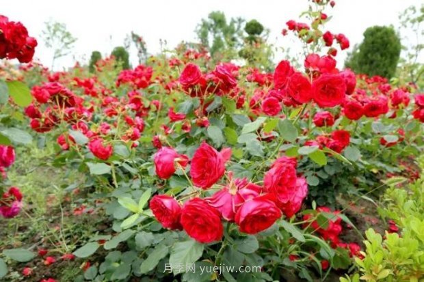 上海閔行區(qū)花好月園公園，萬株月季怒放快來品(圖4)