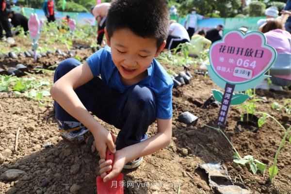 漯河城管園林科研所，邀請400余位市民花田體驗栽花(圖2)