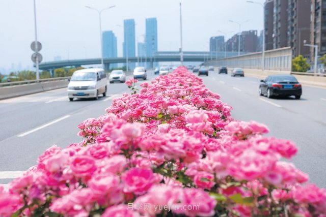 南陽(yáng)月季變身武漢網(wǎng)紅，花中皇后香飄大江南北(圖1)