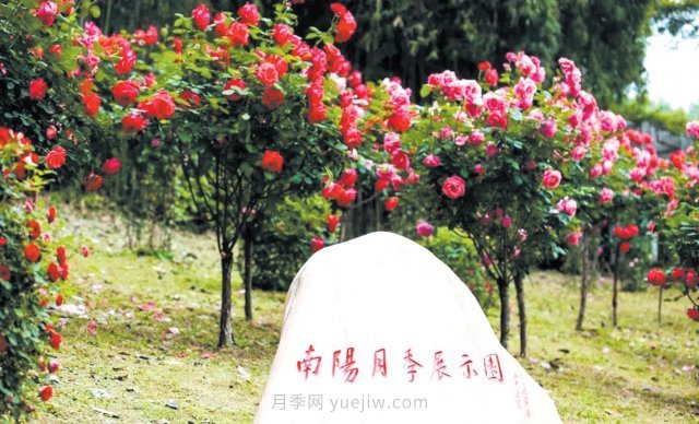 南陽(yáng)月季變身武漢網(wǎng)紅，花中皇后香飄大江南北(圖2)