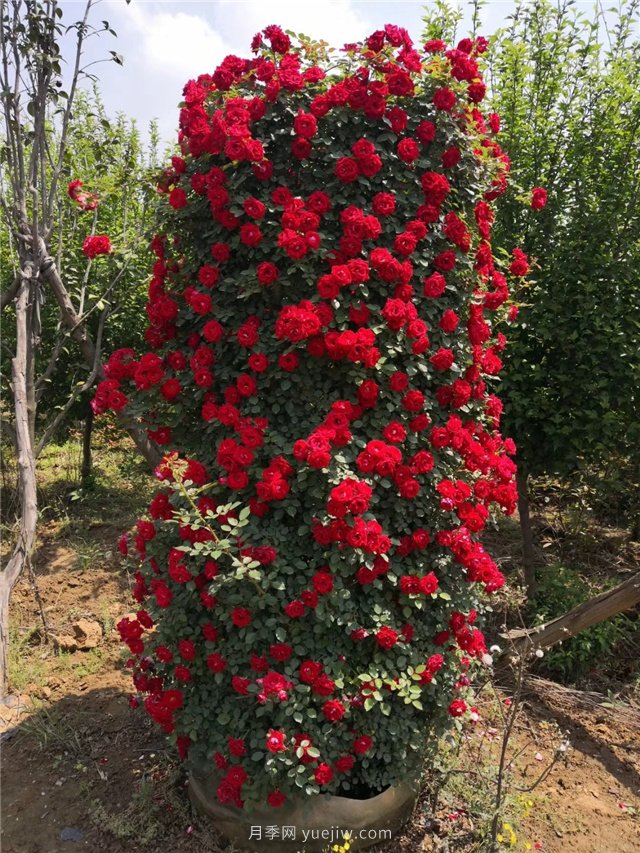 造型月季，月季花柱批發(fā)(圖1)