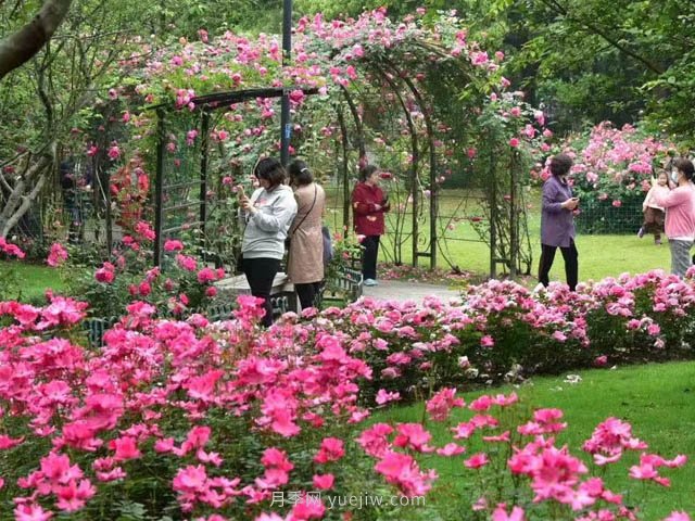 月季植物造景，塑造城市園林景觀(圖1)