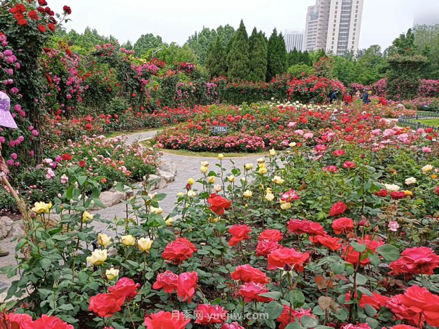 月季植物造景，塑造城市園林景觀(圖2)