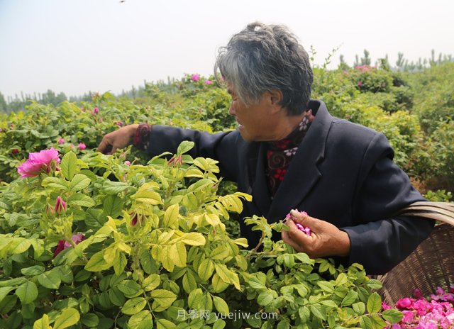 新鄉(xiāng)輝縣：繽紛玫瑰撲鼻香 幸?；ㄩ_富老鄉(xiāng)(圖1)