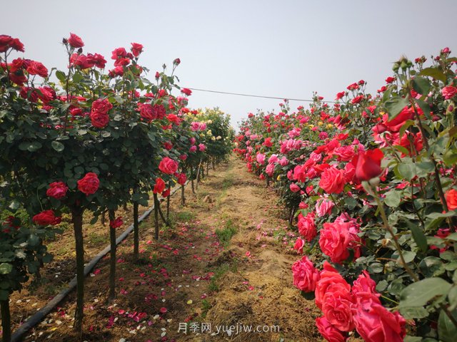 樹(shù)狀月季在美化效果上更優(yōu)于灌木月季(圖1)