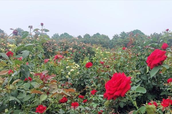 打卡南陽這片月季花海 看“花經(jīng)濟”撬動城市新發(fā)展(圖1)