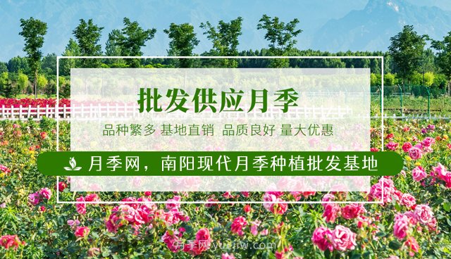 南陽月季花后如何修剪？什么時候修剪比較好？(圖1)