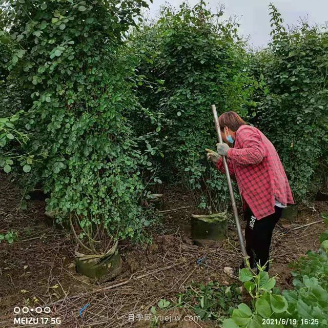 幾十個(gè)月季花柱和月季花球發(fā)往山東(圖1)