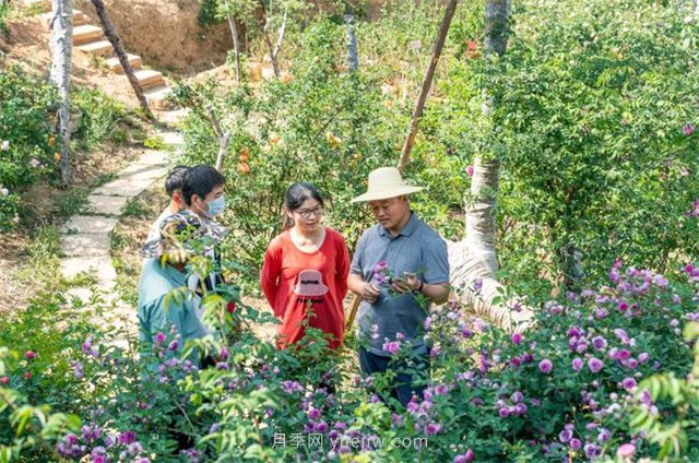 昆明李淑斌深山搞科研，為晉寧月季插“芯片”(圖3)