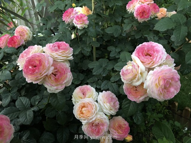 羅曼尼詹森月季，擁有彩色的月季花墻(圖1)