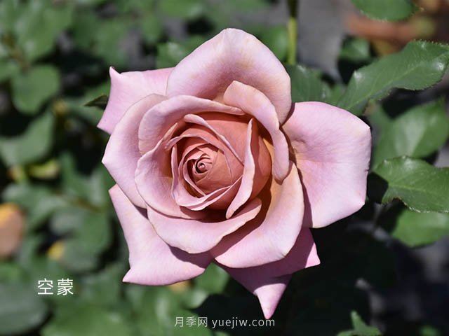 天津市市花？是月季嗎(圖1)