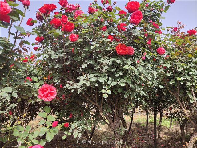 樹狀月季從有花苞到開花需要多久？(圖1)