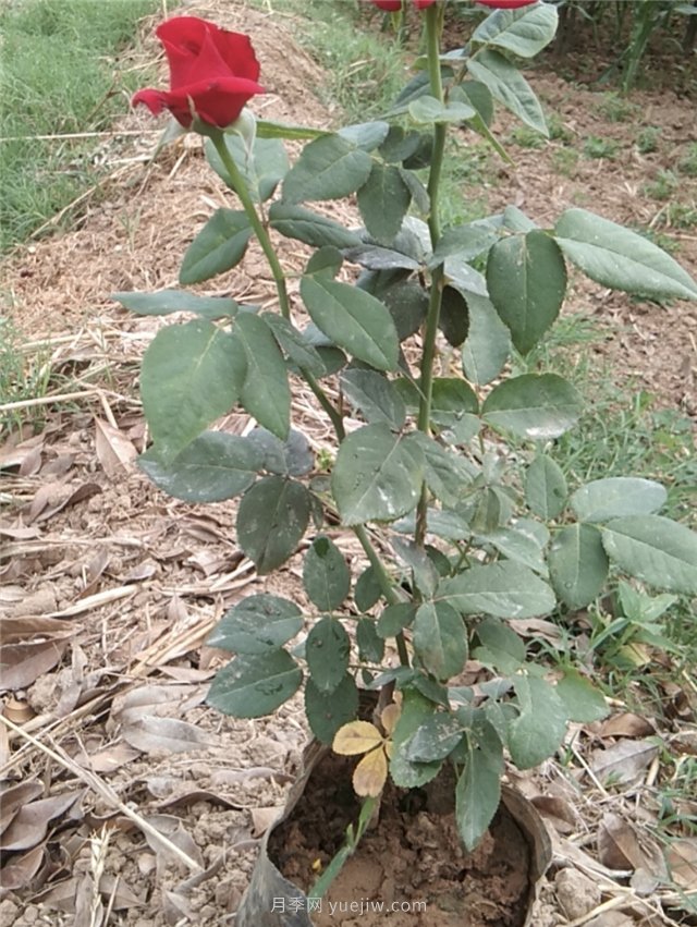 國月盆栽月季多種花色上市銷售(圖4)