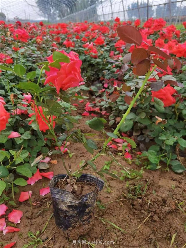 國月盆栽月季多種花色上市銷售(圖1)