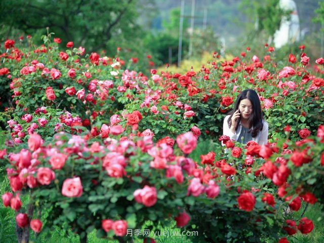 月季為什么叫月季？常見的花花草草名字是這樣來的(圖1)