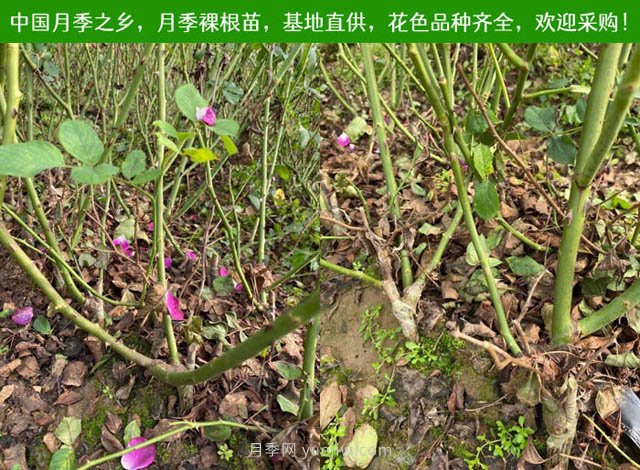 春夏秋冬月季種植指南，月季什么時(shí)候種植***好對(duì)比(圖2)