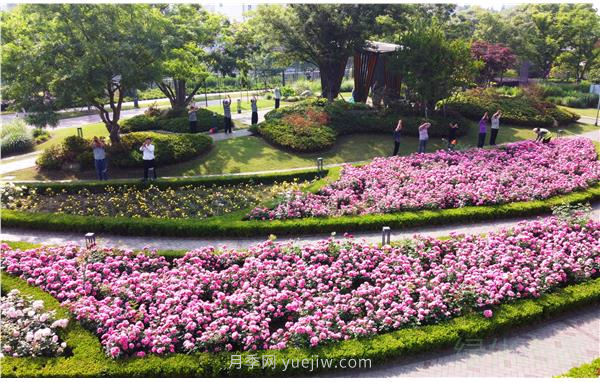 上海靜安區(qū)白遺橋公園5000余株月季盛放！位置在這(圖3)