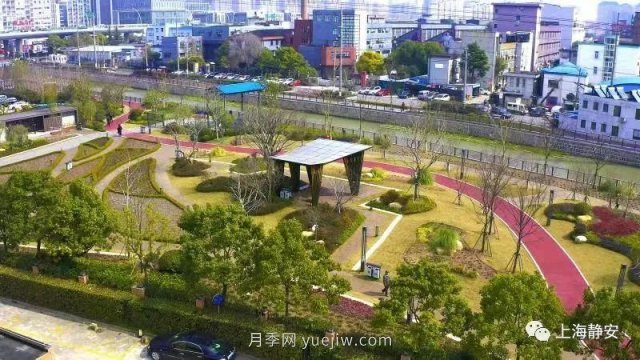 上海靜安區(qū)白遺橋公園5000余株月季盛放！位置在這(圖5)