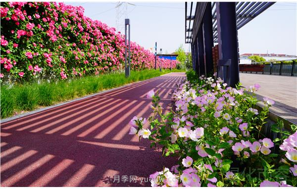 上海靜安區(qū)白遺橋公園5000余株月季盛放！位置在這(圖2)