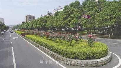 “高顏值”月季花帶扮靚湖南益陽(yáng)城市美景(圖1)