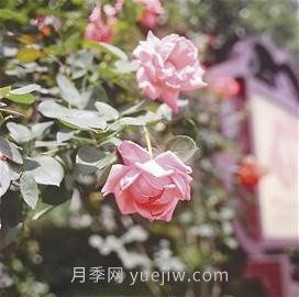 “高顏值”月季花帶扮靚湖南益陽(yáng)城市美景(圖3)