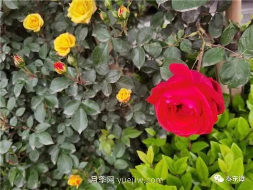 市花月季扮靚陜西渭南，朝陽(yáng)大街成了鮮花大道(圖3)