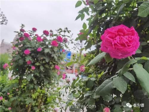 市花月季扮靚陜西渭南，朝陽(yáng)大街成了鮮花大道(圖2)