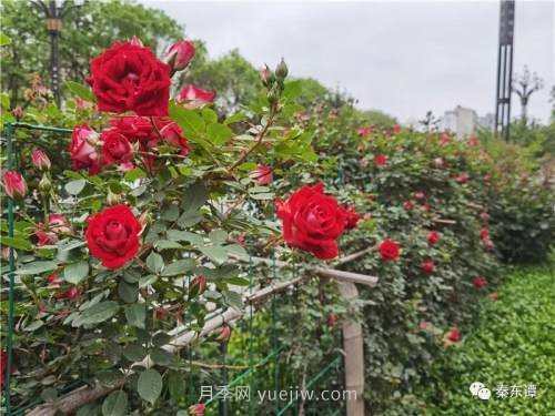 市花月季扮靚陜西渭南，朝陽(yáng)大街成了鮮花大道(圖7)