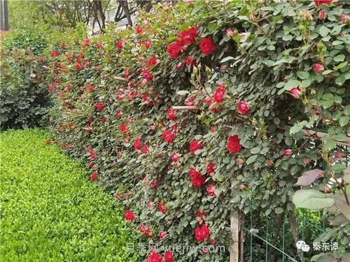 市花月季扮靚陜西渭南，朝陽(yáng)大街成了鮮花大道(圖4)