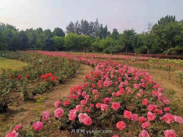 北京南海子公園近8萬(wàn)株月季花美麗盛開(圖2)